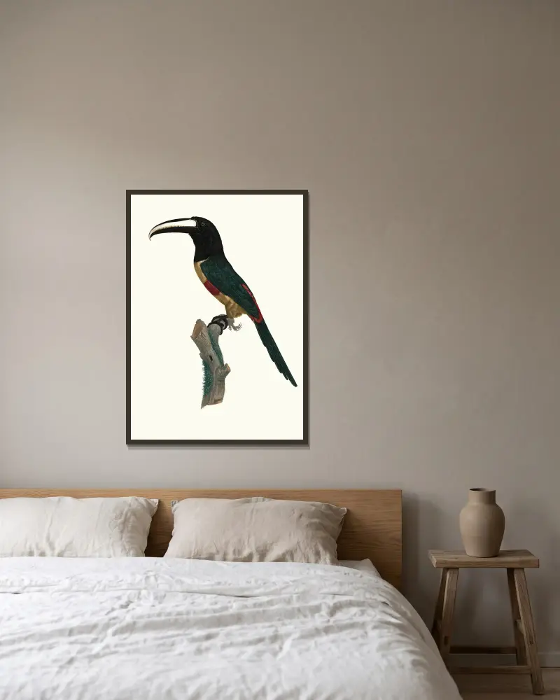L’Aracari, à ceinture rouge. av Jacques Barraband inramad på en vägg