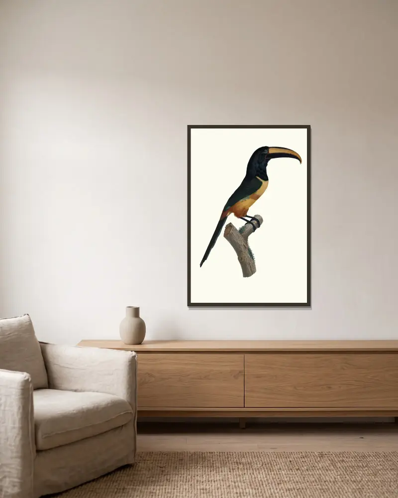 Aracari med rött band i hög ålder av Jacques Barraband inramad på en vägg