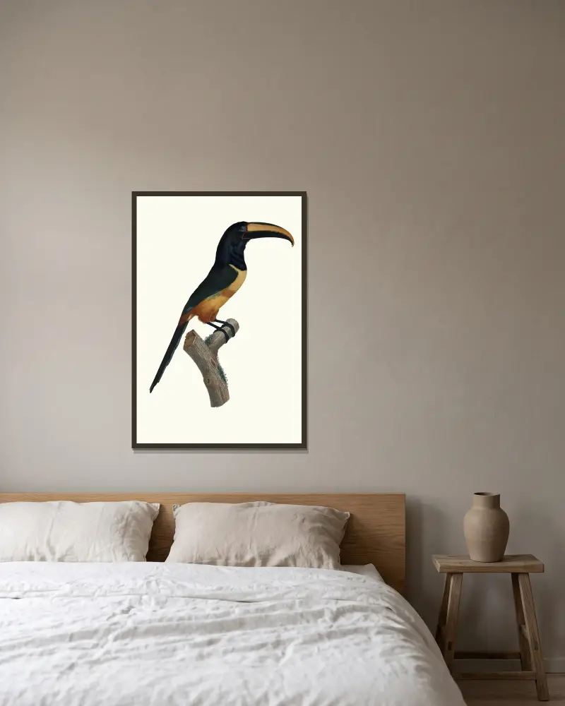 Aracari med rött band i hög ålder av Jacques Barraband inramad på en vägg