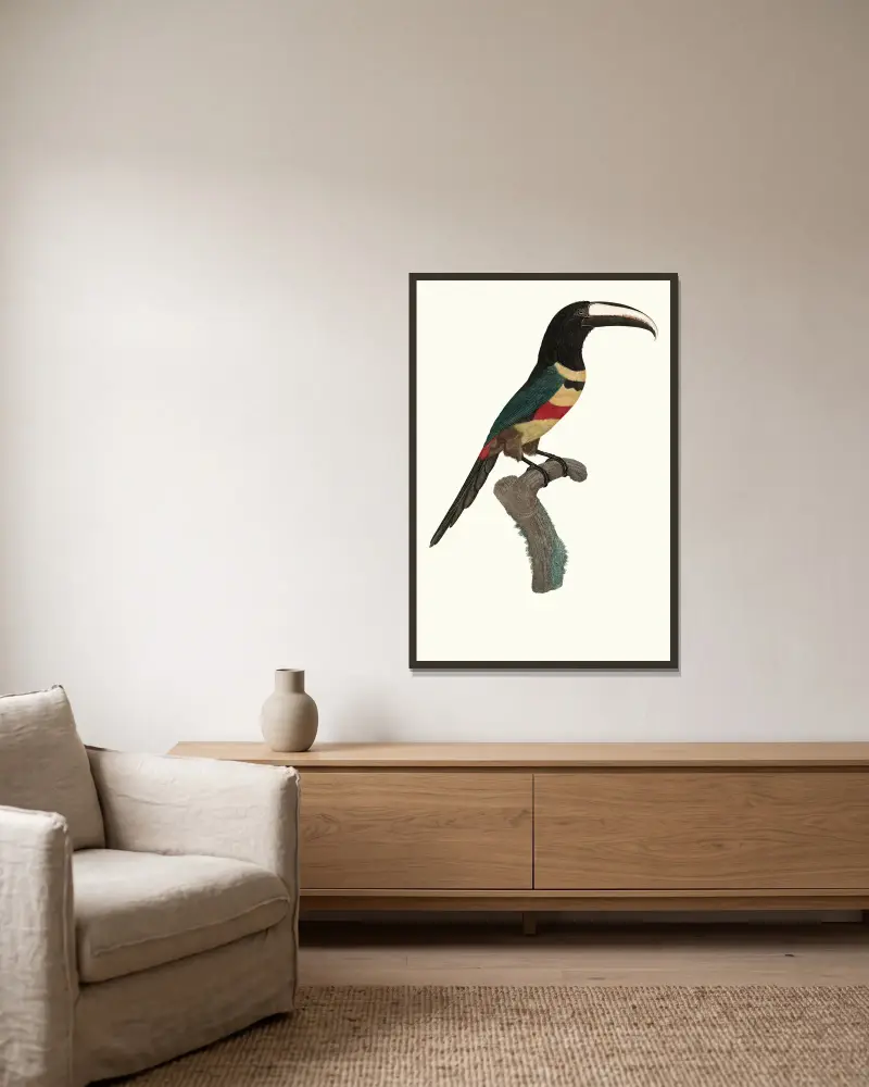 L’Aracari, à double ceinture. av Jacques Barraband inramad på en vägg
