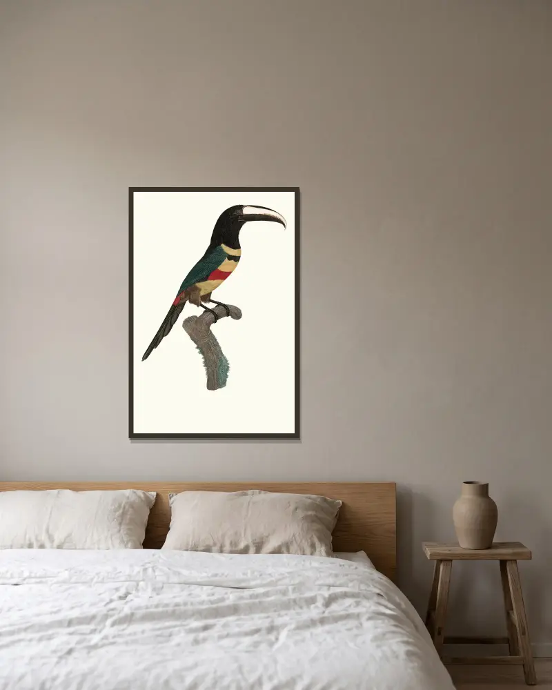 L’Aracari, à double ceinture. av Jacques Barraband inramad på en vägg