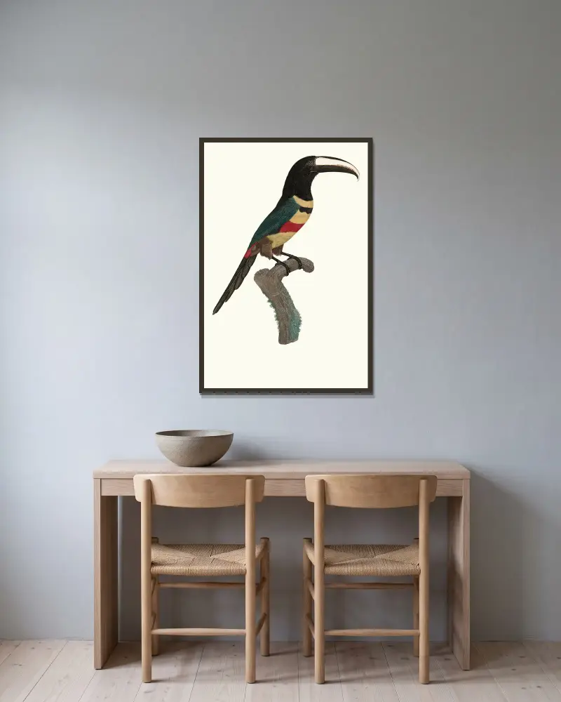 L’Aracari, à double ceinture. av Jacques Barraband inramad på en vägg
