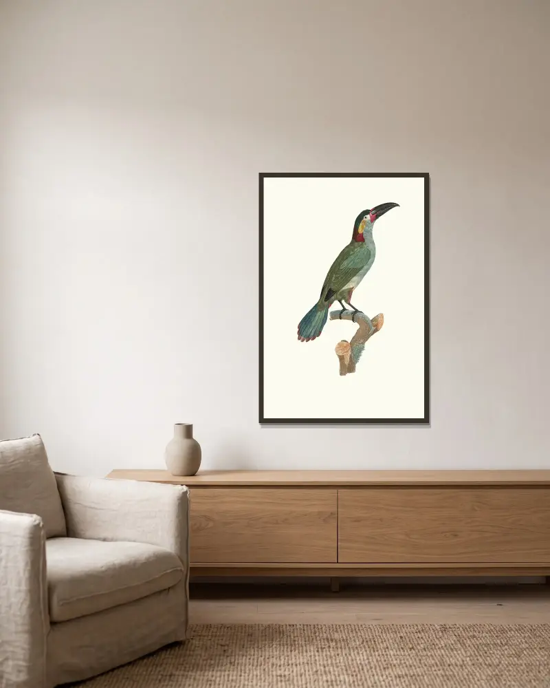 L’Aracari Koulik femelle. av Jacques Barraband inramad på en vägg
