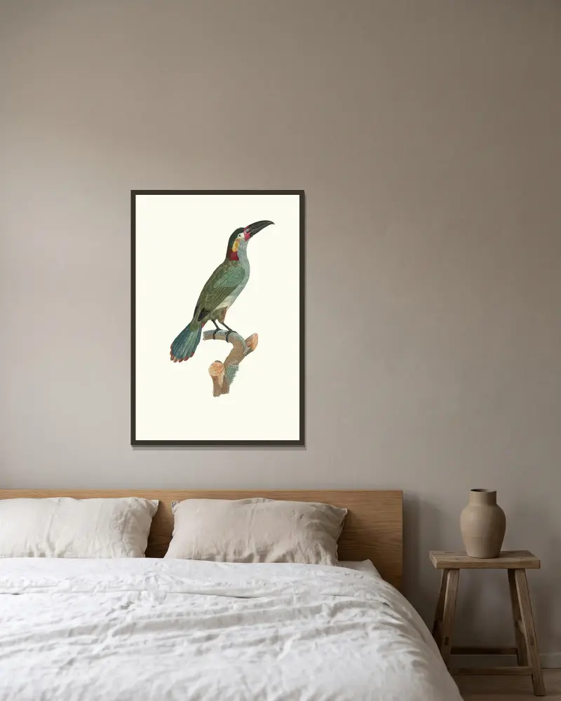 L’Aracari Koulik femelle. av Jacques Barraband inramad på en vägg