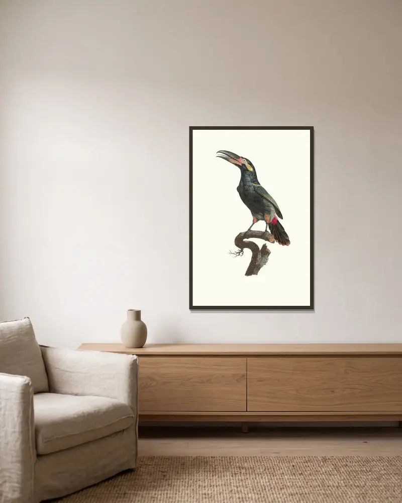 L’Aracari Koulik mâle de la Guyane. av Jacques Barraband inramad på en vägg