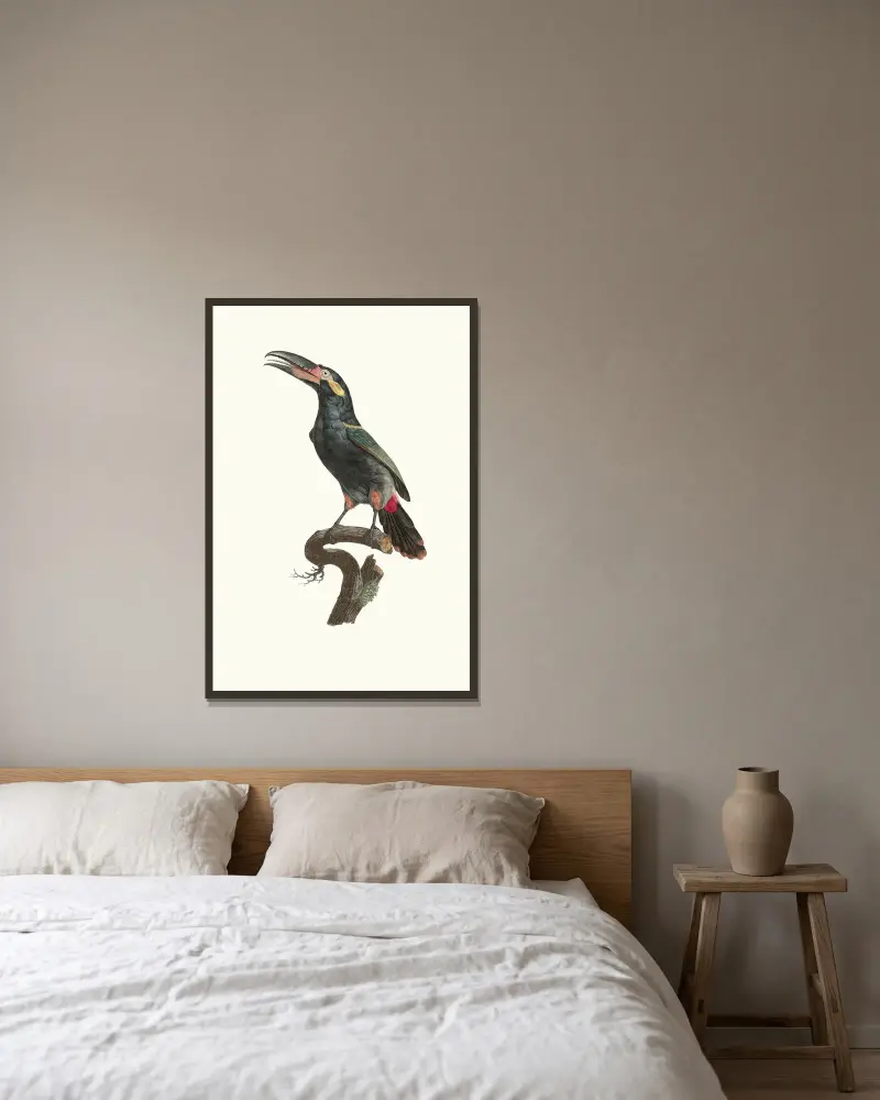 L’Aracari Koulik mâle de la Guyane. av Jacques Barraband inramad på en vägg
