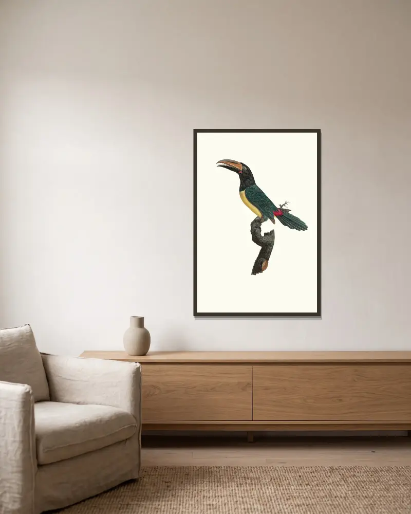 L’Aracari verd mâle. av Jacques Barraband inramad på en vägg