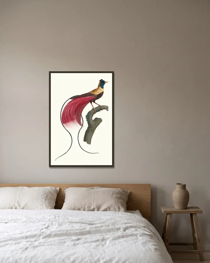 L’Oiseau de Paradis rouge. av Jacques Barraband inramad på en vägg