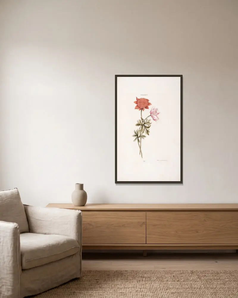 Anemone V von Christoph Jakob Trew gerahmt an einer Wand