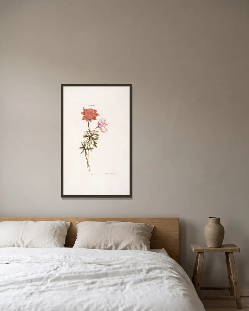Anemone V von Christoph Jakob Trew gerahmt an einer Wand