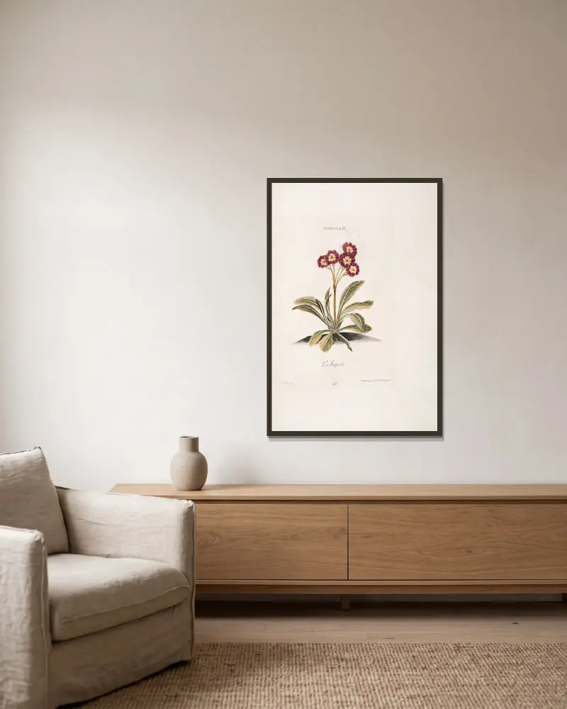 Auricula IV. La Superbe von Christoph Jakob Trew gerahmt an einer Wand