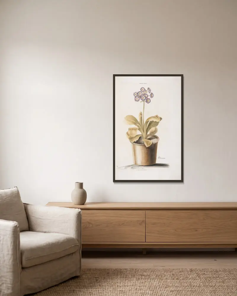 Auricula Ursi I. Danae av Christoph Jakob Trew inramad på en vägg