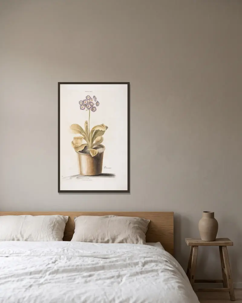 Auricula Ursi I. Danae av Christoph Jakob Trew inramad på en vägg