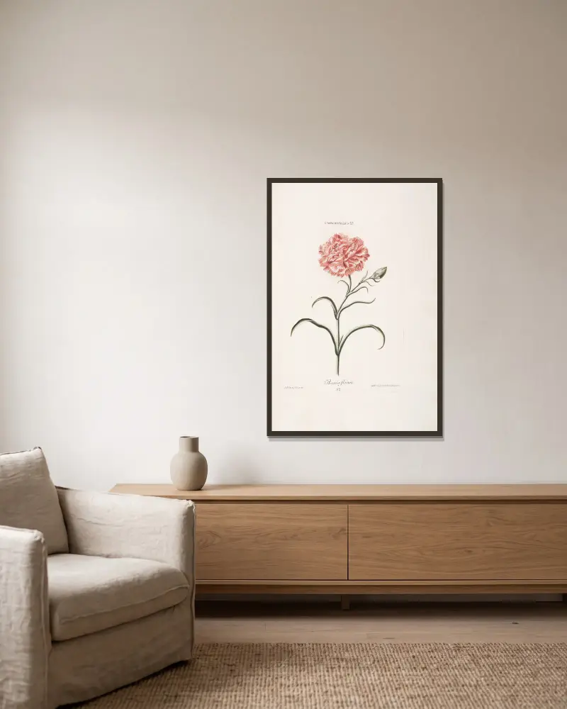 Caryophyllus XI. Phoenix florum von Christoph Jakob Trew gerahmt an einer Wand