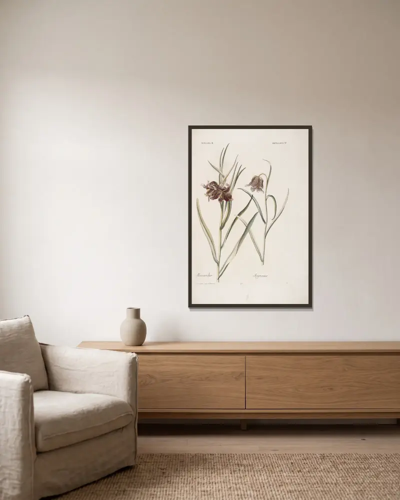 Fritillaria III. et IV. Alexander. Asgraauw av Christoph Jakob Trew inramad på en vägg