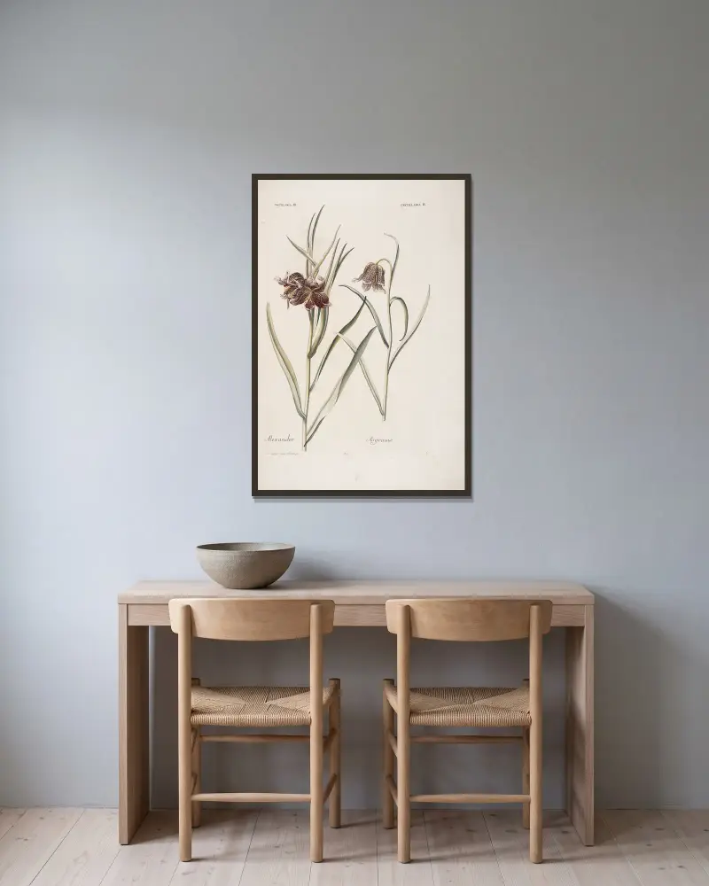 Fritillaria III. et IV. Alexander. Asgraauw av Christoph Jakob Trew inramad på en vägg