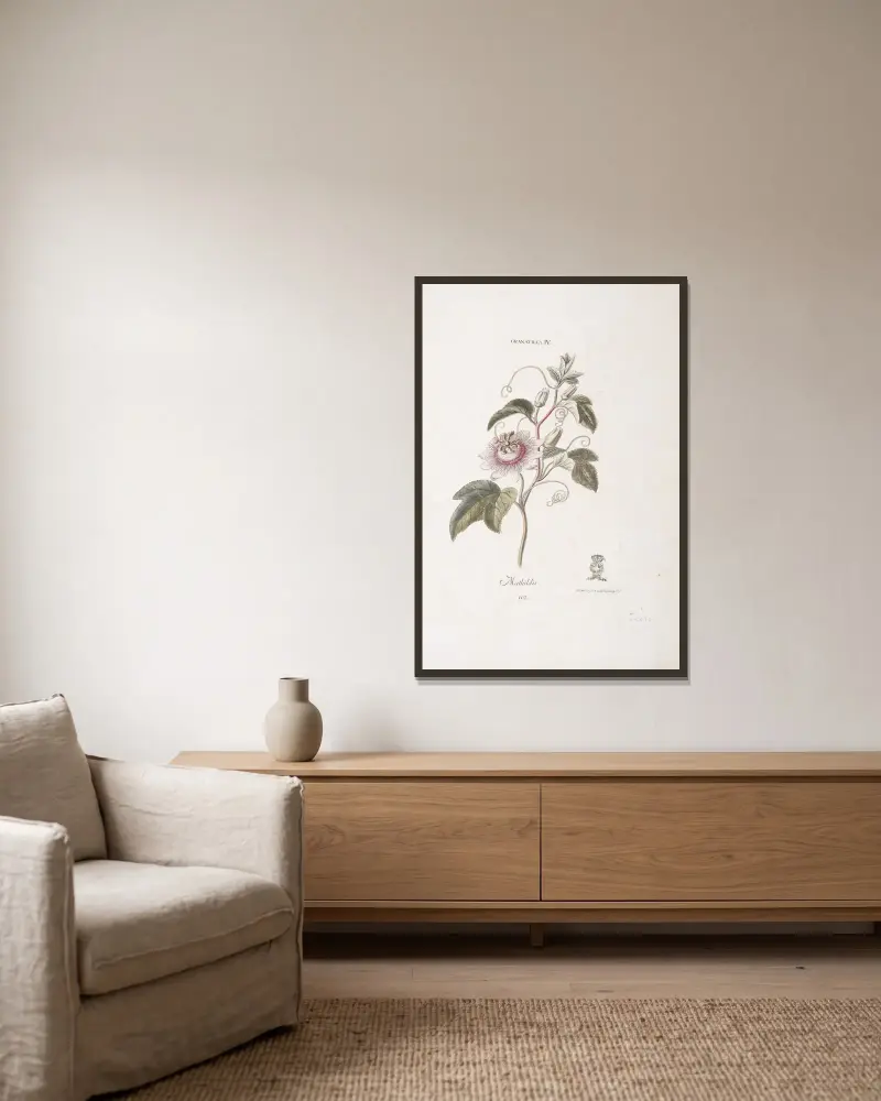 Granadilla IV. Mathildis von Christoph Jakob Trew gerahmt an einer Wand
