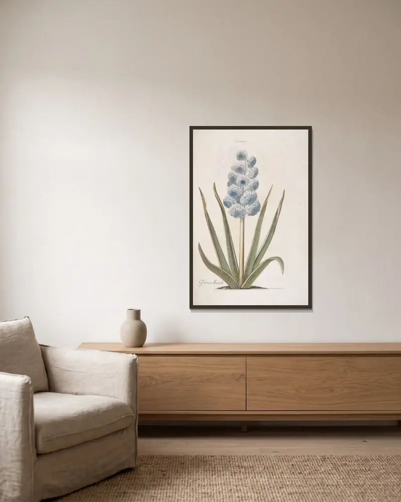 Hyacinthus I. Gloria Mundi av Christoph Jakob Trew inramad på en vägg