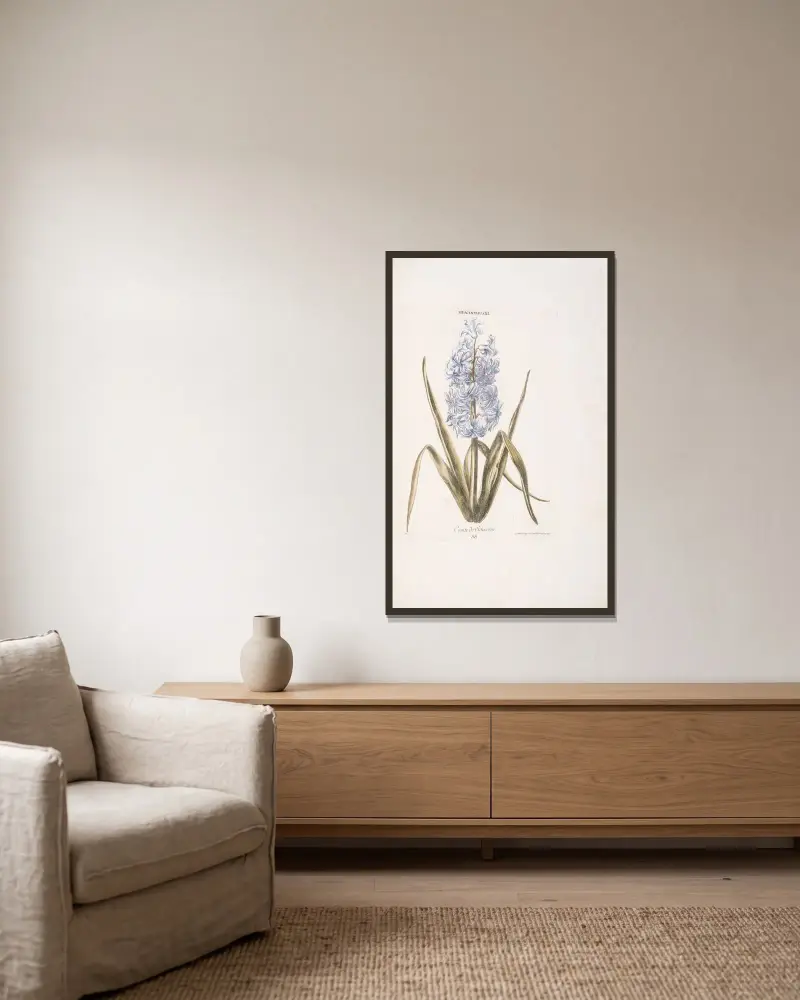 Hyacinthus XI. Comte de Schvverin av Christoph Jakob Trew inramad på en vägg