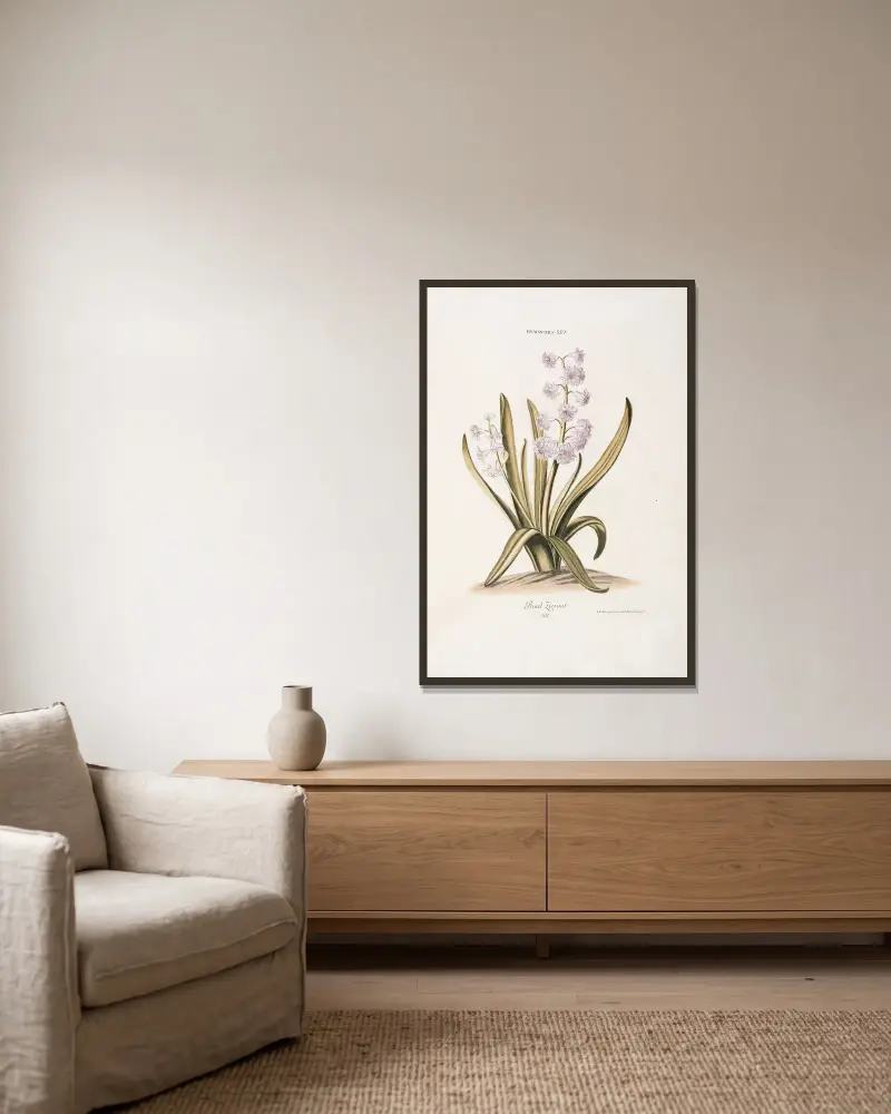 Hyacinthus XIV. Praal Zieraat av Christoph Jakob Trew inramad på en vägg