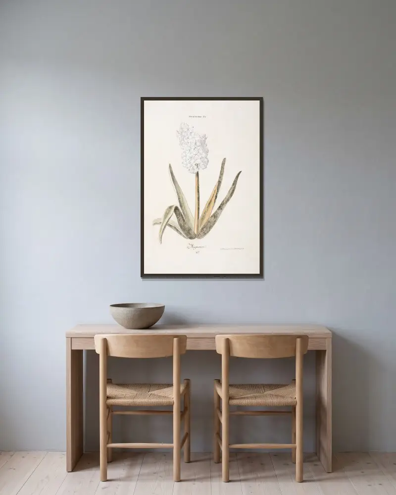 Hyacinthus XV. Mignonne av Christoph Jakob Trew inramad på en vägg