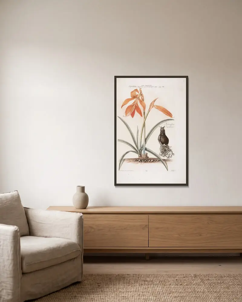 Lilio – Narcyz III. Spreckelia Heisteri i Narcissus Iacobaeus, Christoph Jakob Trew w ramie na ścianie