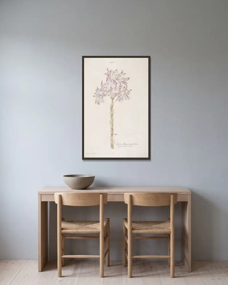 Lilium I. Lilium album maculatum av Christoph Jakob Trew inramad på en vägg