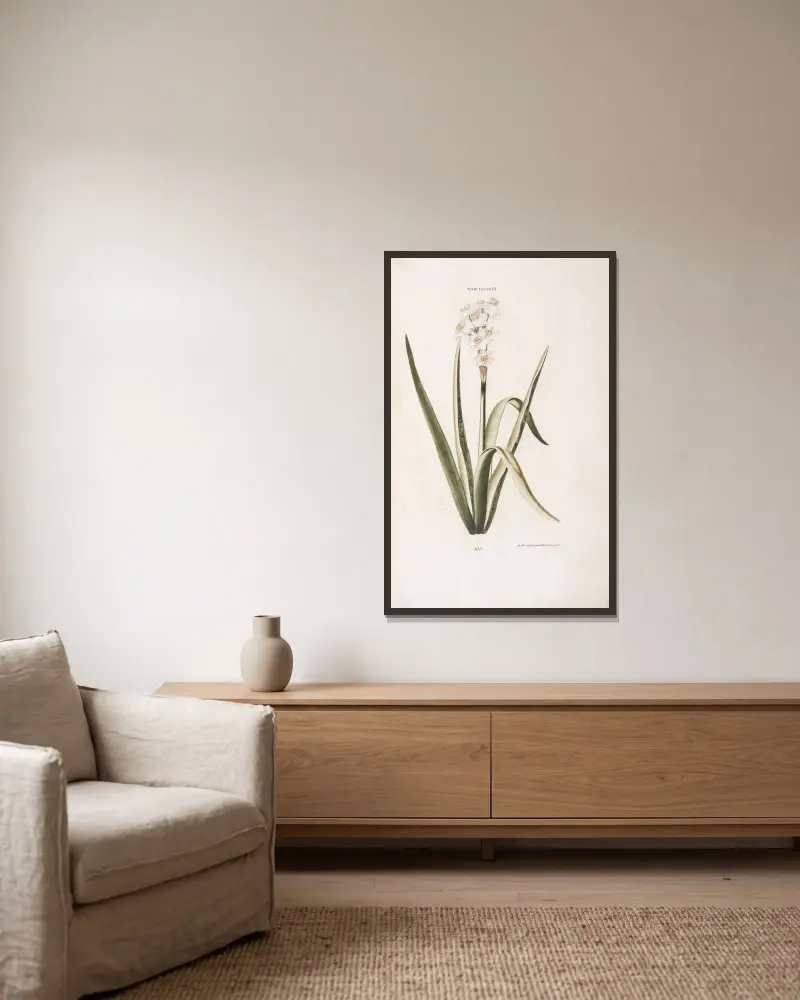 Narcissus III av Christoph Jakob Trew inramad på en vägg