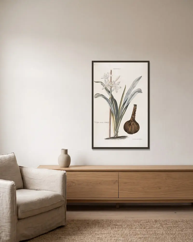 Pancratium I. Narcissus III. Matthioli av Christoph Jakob Trew inramad på en vägg