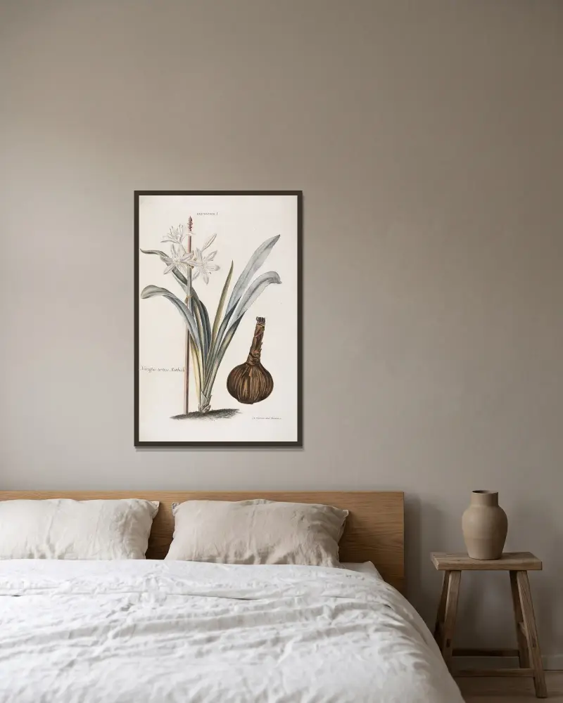 Pancratium I. Narcissus III. Matthioli av Christoph Jakob Trew inramad på en vägg