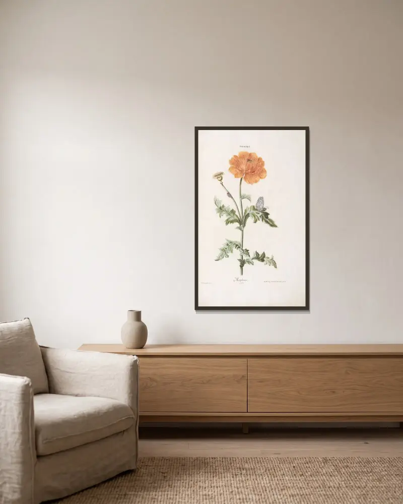 Mohn I. Morpheus von Christoph Jakob Trew gerahmt an einer Wand