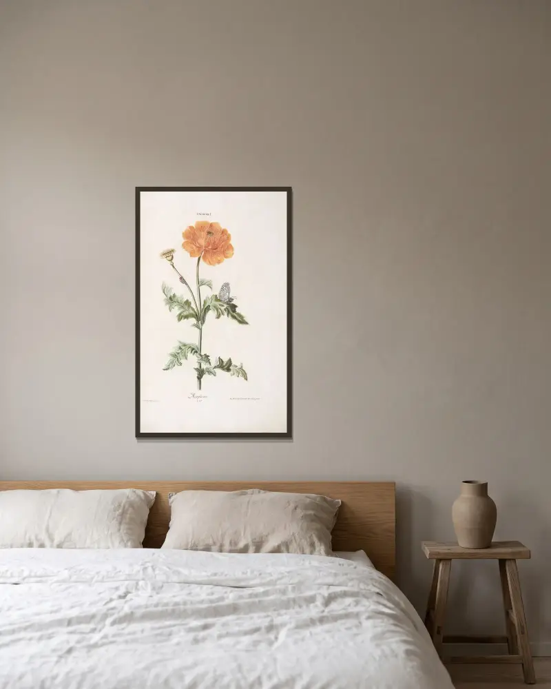 Mohn I. Morpheus von Christoph Jakob Trew gerahmt an einer Wand