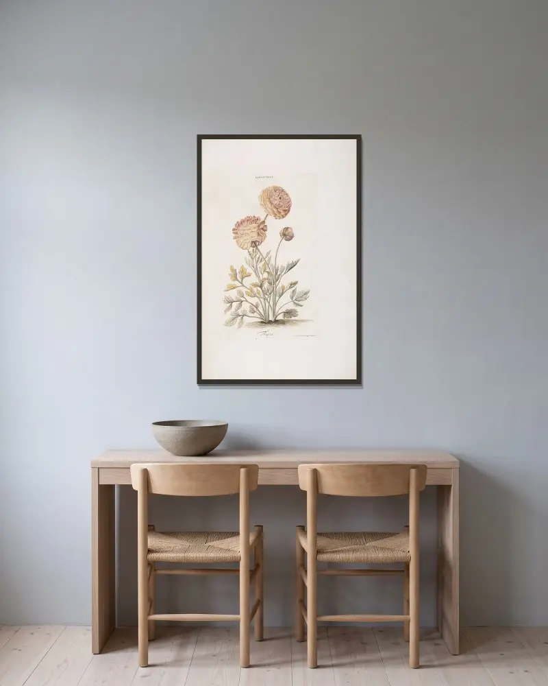 Ranunculus I. Flavia von Christoph Jakob Trew gerahmt an einer Wand