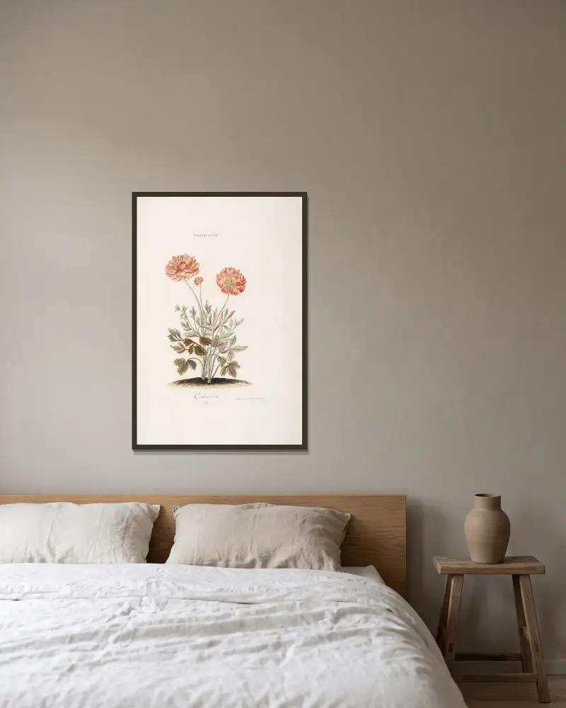 Ranunculus VII. Couleur d’or av Christoph Jakob Trew inramad på en vägg