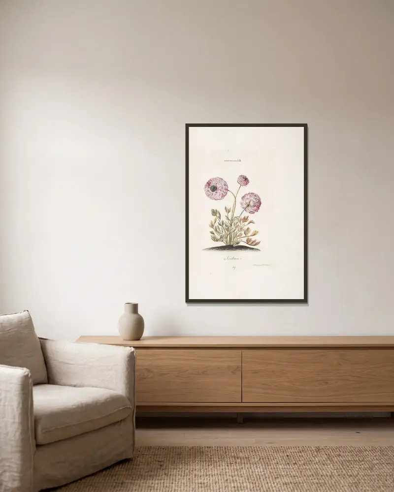 Ranunculus VIII. Arethusa von Christoph Jakob Trew gerahmt an einer Wand