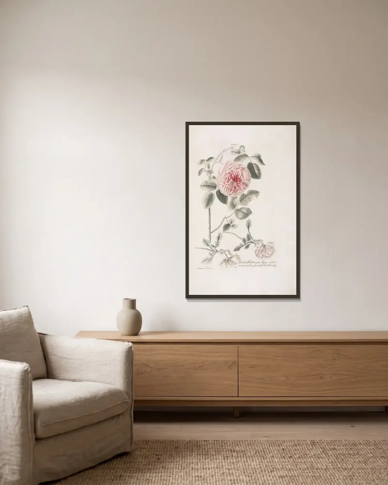 Rosa: hundrabladig ros med tre sammanväxta blommor av Christoph Jakob Trew inramad på en vägg