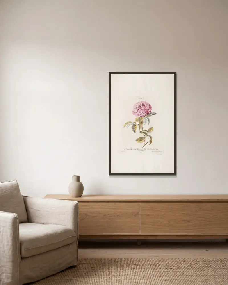 Rosa V. Rosa provincialis maior, flore pleno ruberrimo av Christoph Jakob Trew inramad på en vägg