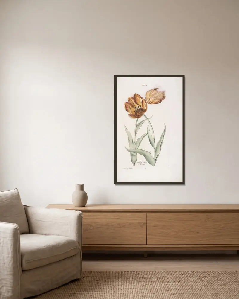Tulipa II. La Solitaire brune av Christoph Jakob Trew inramad på en vägg