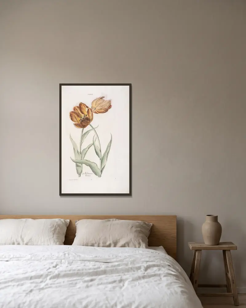 Tulipa II. La Solitaire brune av Christoph Jakob Trew inramad på en vägg