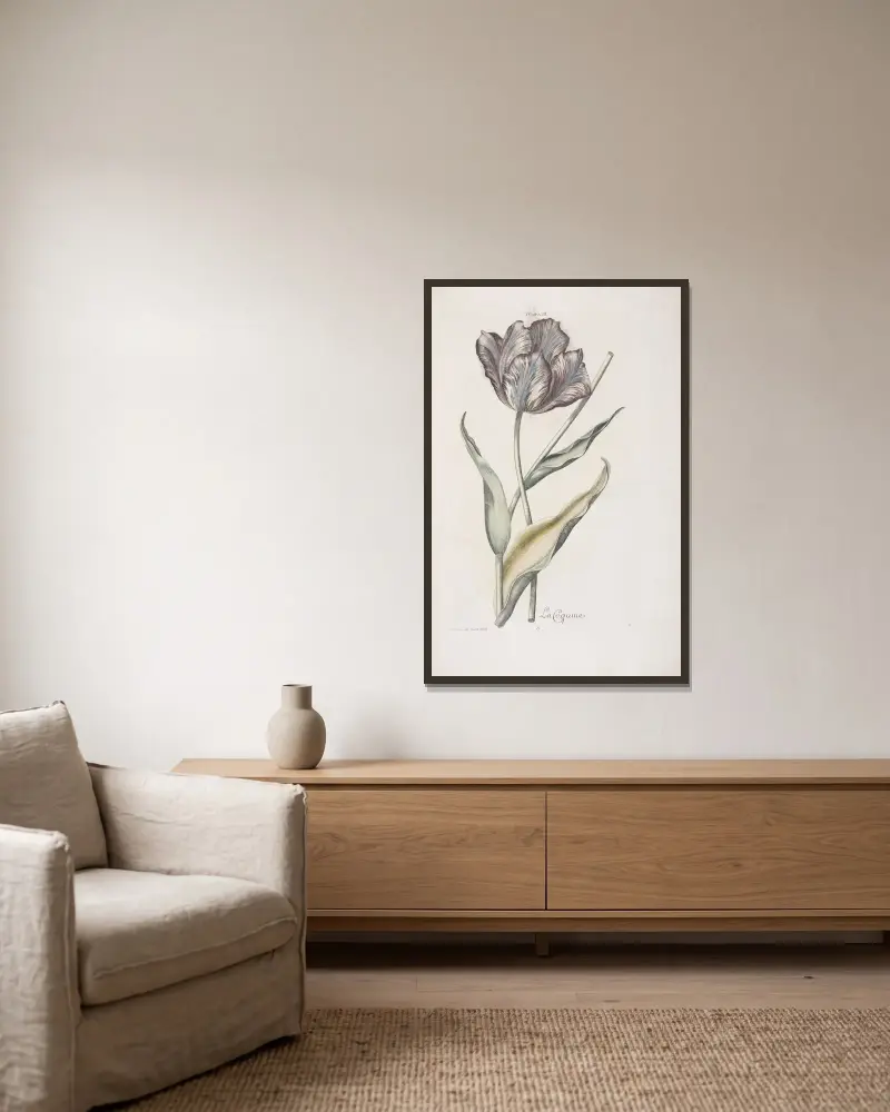 Tulipa III. La Coquine av Christoph Jakob Trew inramad på en vägg