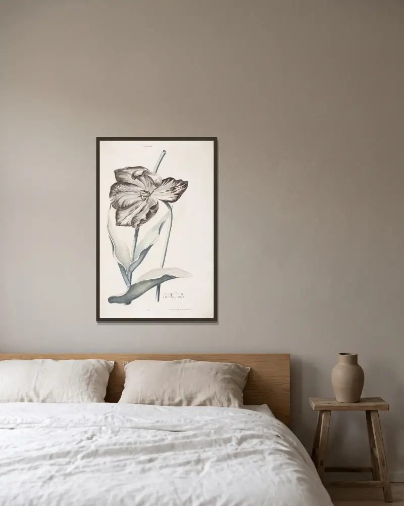 Tulipa IV. La Nouvelle av Christoph Jakob Trew inramad på en vägg