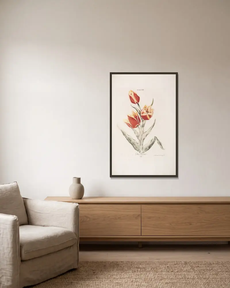 Tulipa VIII. Duc Victor av Christoph Jakob Trew inramad på en vägg