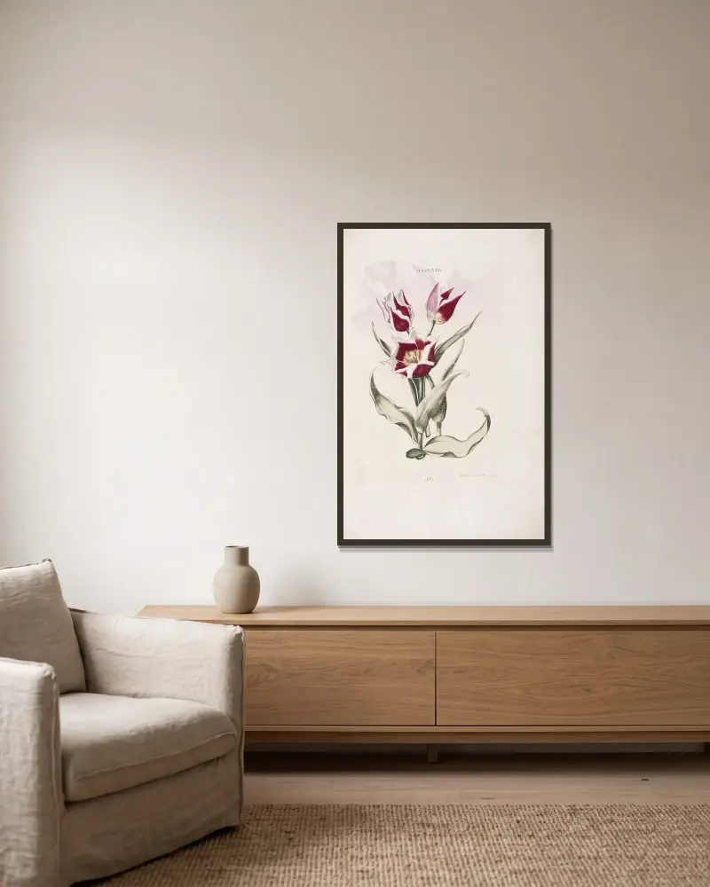 Tulipa VIII av Christoph Jakob Trew inramad på en vägg