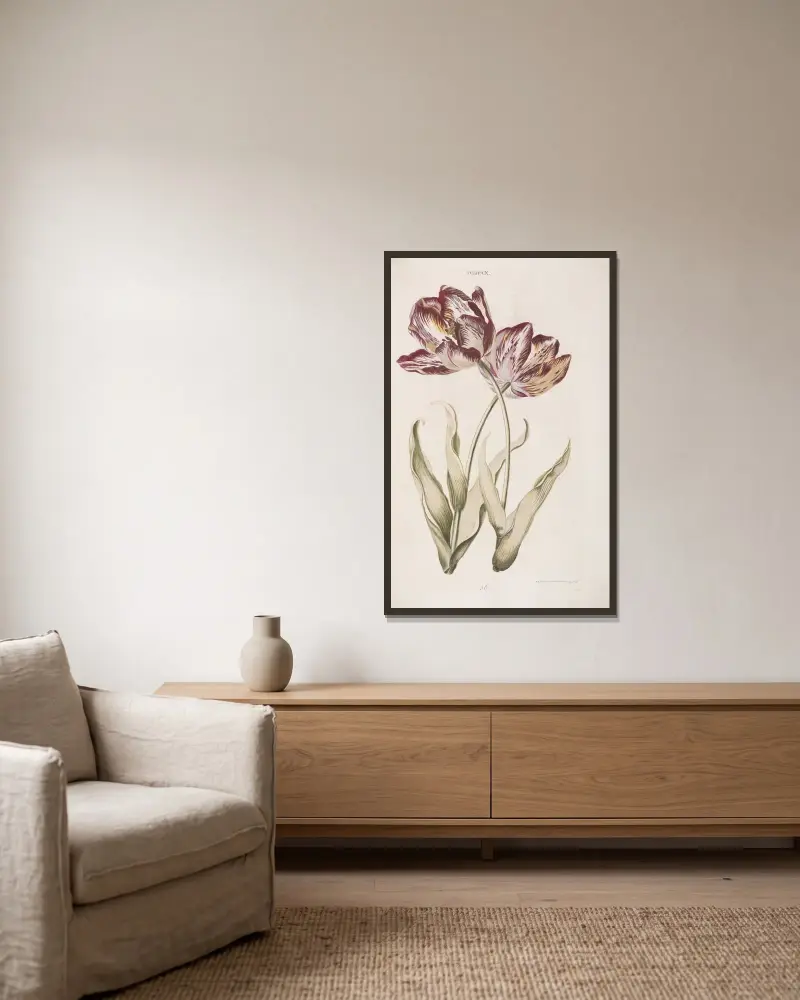 Tulipa X av Christoph Jakob Trew inramad på en vägg