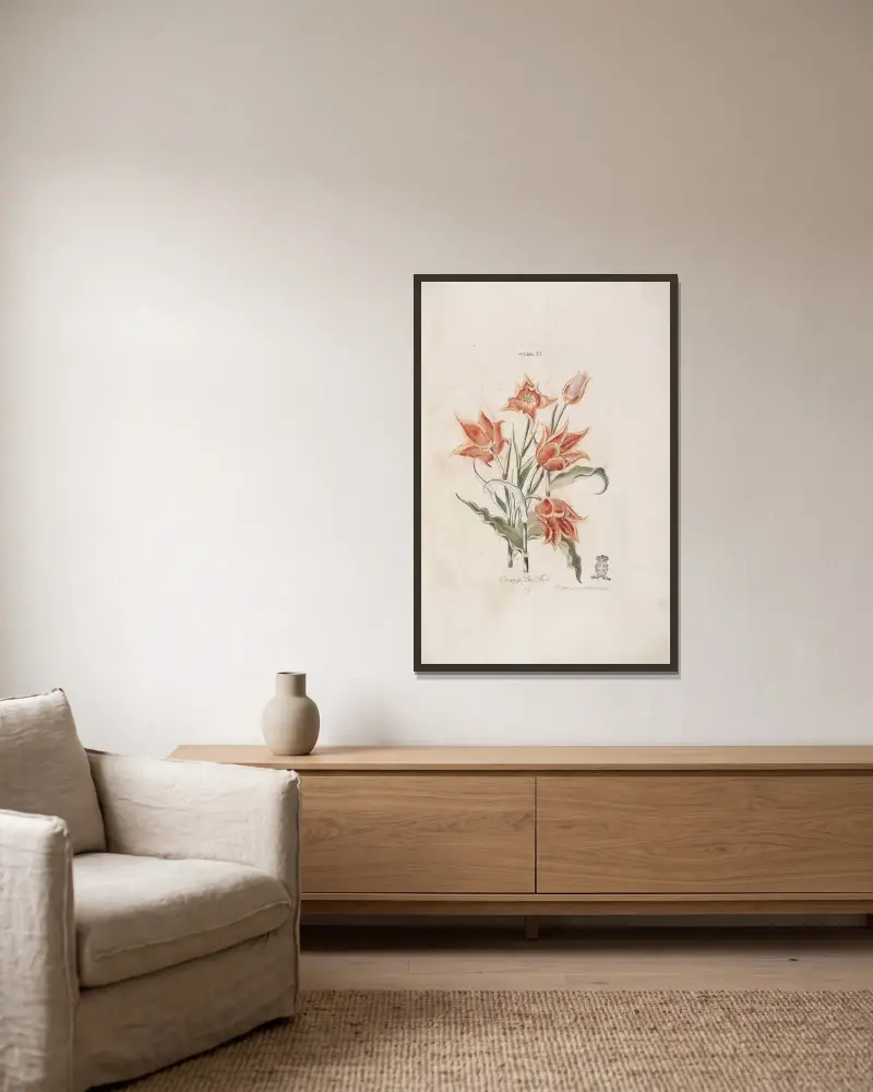 Tulipa XI av Christoph Jakob Trew inramad på en vägg