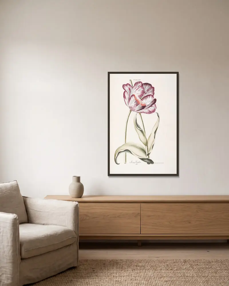 Tulipa XIV. Keizer Iosephus av Christoph Jakob Trew inramad på en vägg