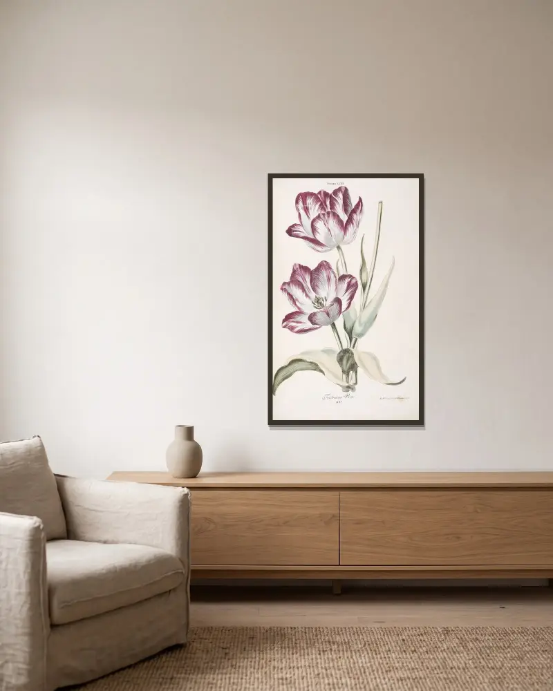 Tulipa XVIII. Fridericus Rex av Christoph Jakob Trew inramad på en vägg