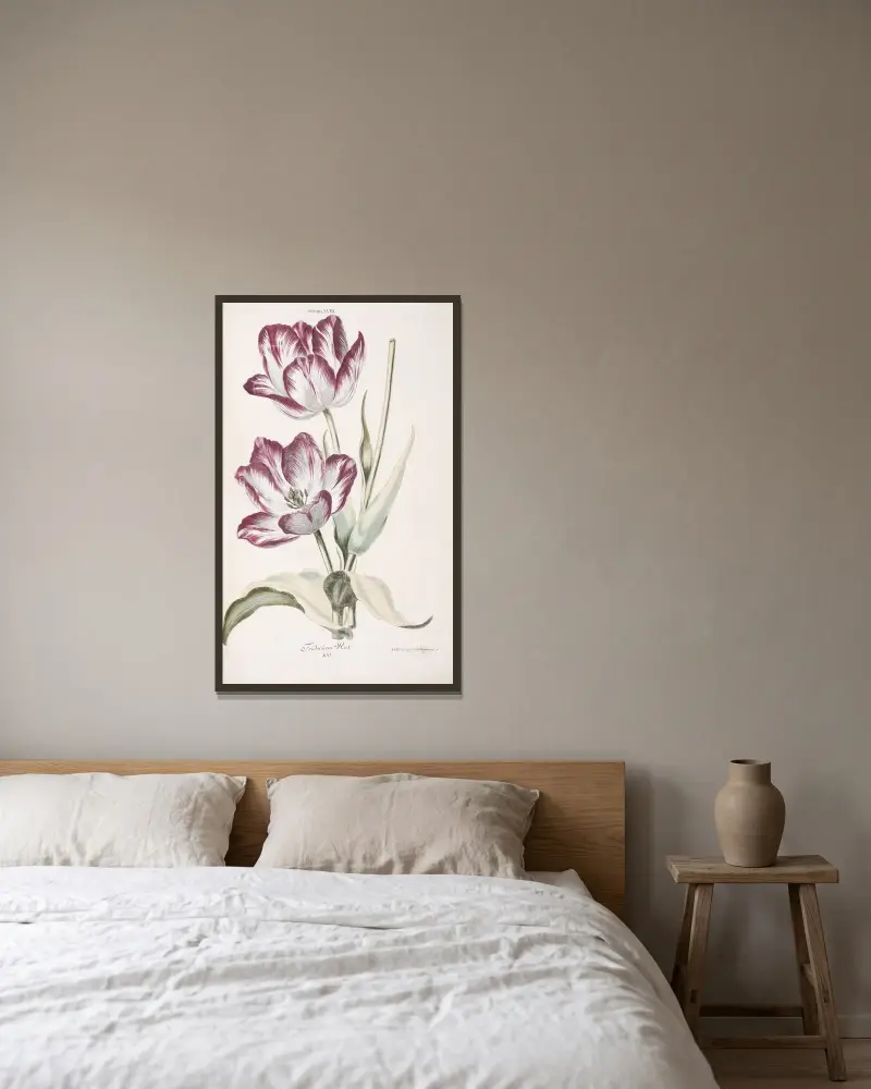 Tulipa XVIII. Fridericus Rex av Christoph Jakob Trew inramad på en vägg