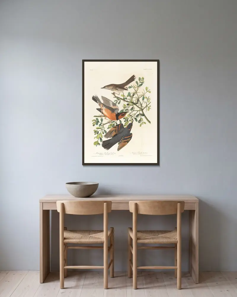 1. Mountain mocking bird, male. 2. 3. Varied thrush, male & female av John James Audubon inramad på en vägg