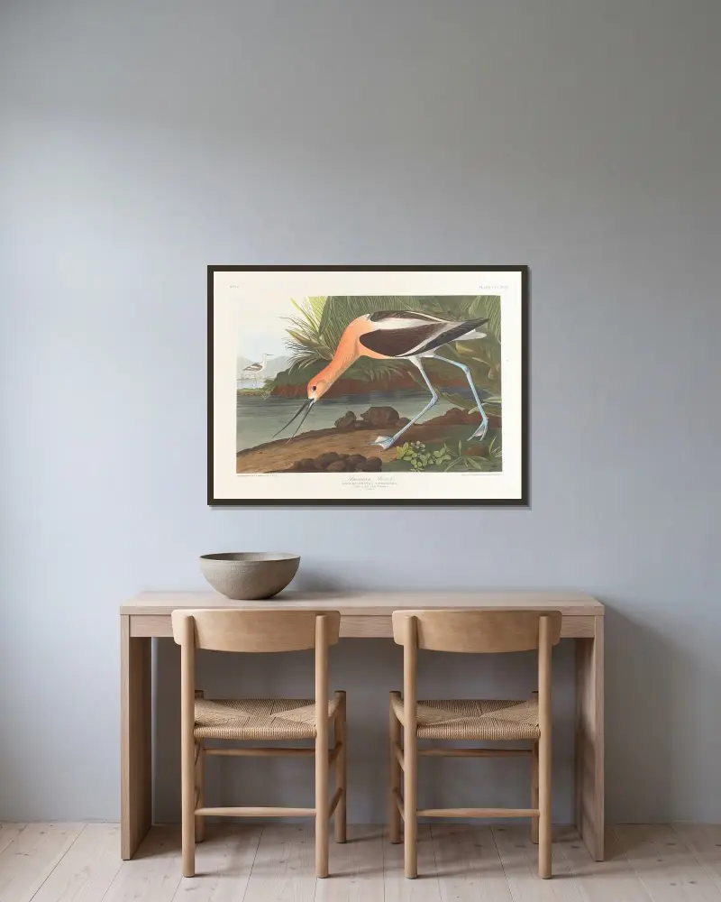 American avocet. Young in first winter plumage av John James Audubon inramad på en vägg